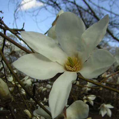 77Magnolia_salicifolia.jpg