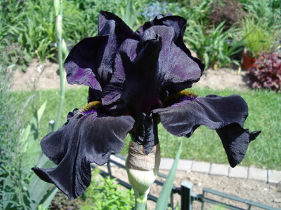 Imgp2551-OBM.jpg