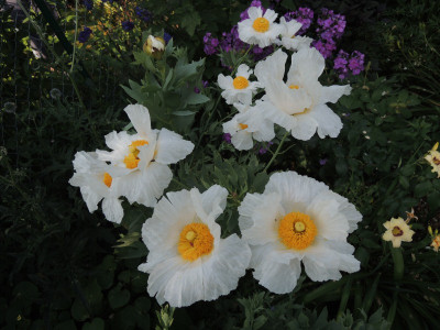 DSCN7500_737.JPG