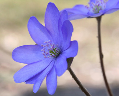 Nochmals-Hepatica-a.jpg