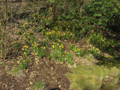 Waldgeophyten_-_Narcissus_BoGaBO.jpg