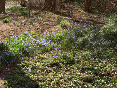 Waldgeophyten_-_Chionodoxa_BoGaBO.jpg