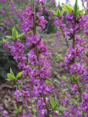 Daphne_mezereum_BoGaBO.jpg