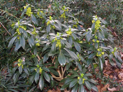 Daphne_laureola_BoGaBO.jpg