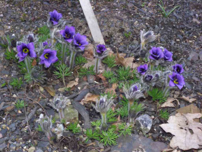 Pulsatilla_BoGaBO.jpg