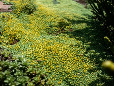 Raoulia lutescens (3).jpg