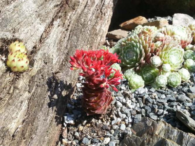 Sedum sempervivoides.jpg