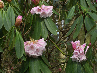 Rhododendron_sutchuenense_Bluten_BoGaBO.jpg