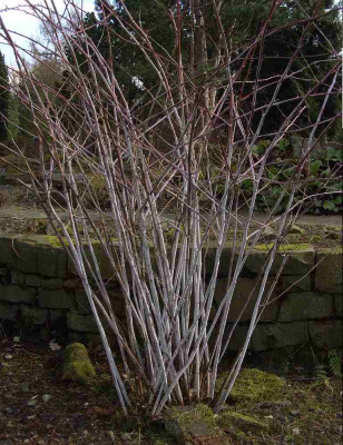 Rubus_thibetanus_BoGaBO.jpg