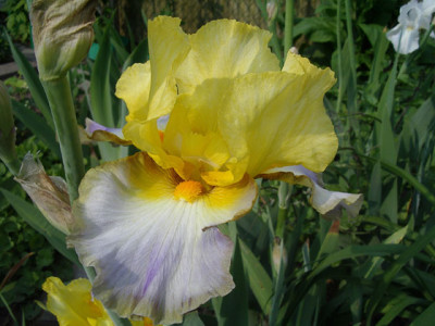 Imgp2594.jpg