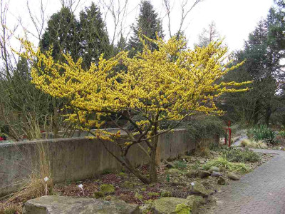 Hamamelis_BoGaBO.jpg