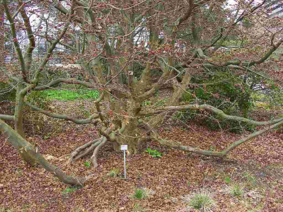 Parrotia_persica_BoGaBO.jpg