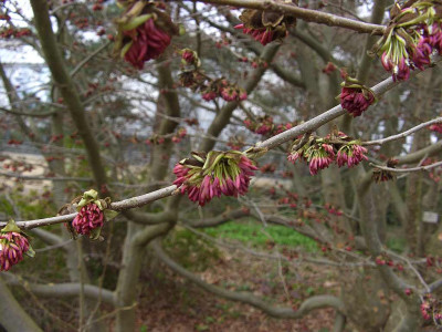 Parrotia_persica_Bluten_BoGaBO.jpg