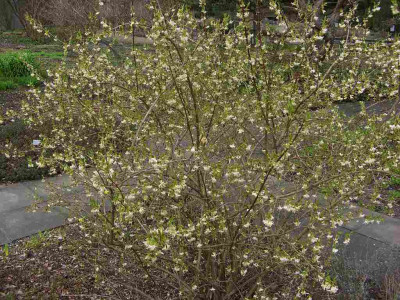 Lonicera_fragrantissima_BoGaBO.jpg