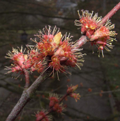 Acer_rubrum_Blute_BoGa_BO.jpg
