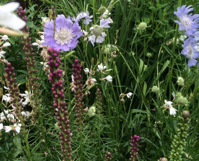 05072015 garten 3.png