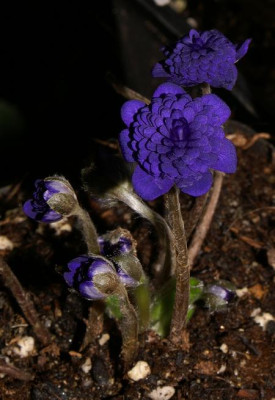 H._nobilis_var._japonica_gefullt_1.JPG