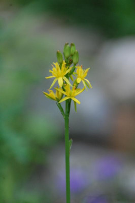 Narthecium_ossifragum_1775.JPG
