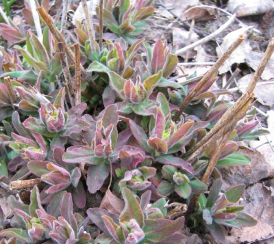 Euphorbia_polychroma_purpurea_20060409.jpg