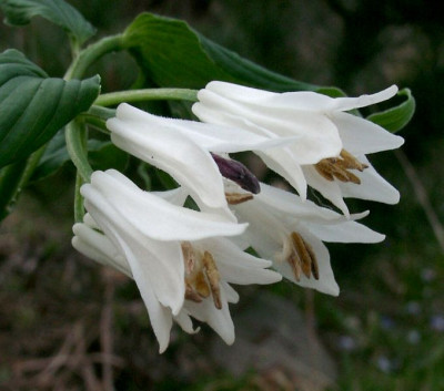 04120004_eDisporum_megalanthum.JPG
