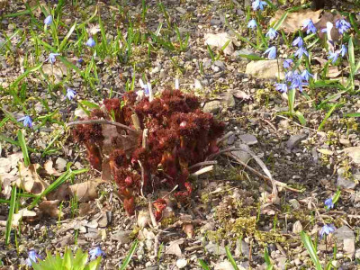 Paeonia_tenuifolia_BoGaBO.jpg