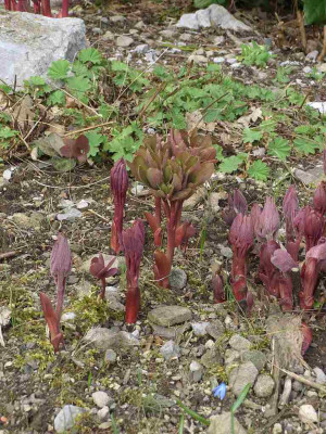 Paeonia_mlokosewitschii_BoGaBo.jpg