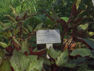 Paeonia_cambessedesii_BoGaBO.jpg