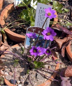 Hepatica_japanisch_2_Ha06003.jpg