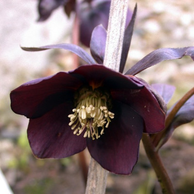 DSCN7087001.jpg