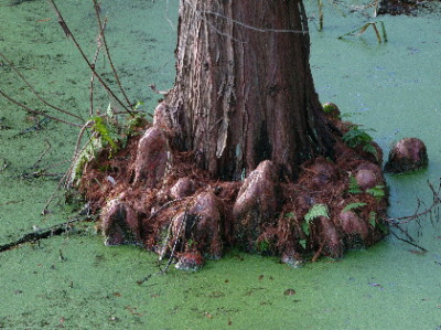 Boga-Jan-2005-2.jpg