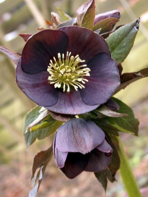 DSCN7093001.jpg