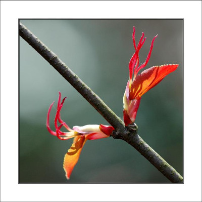 Cercidiphyllum_japonicum_1__09-04-2006.jpg