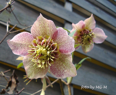 Imgp5494-Helle-anem.jpg