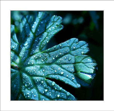 Geranium_1__09-04-2006.jpg