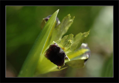 Iris_X_1__09-04-2006.jpg