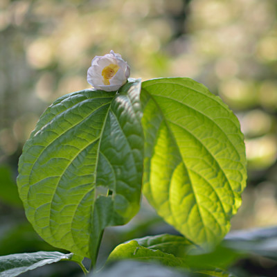Sinocalycanthus-Aug0814_011.jpg