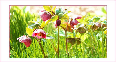 Helleborus_1__09-04-2006.jpg