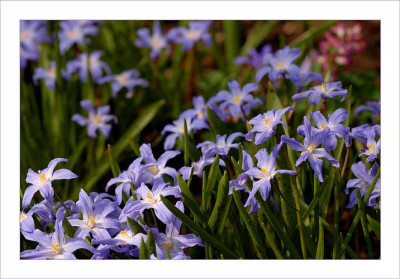 Blaustern_1__09-04-2006.jpg