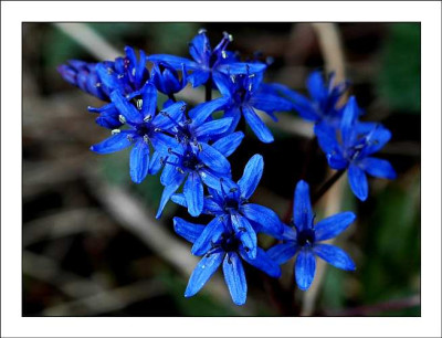 Blaustern__X_1__09-04-2006.jpg