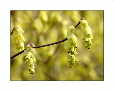 Scheinhasel_1__09-04-2006.jpg