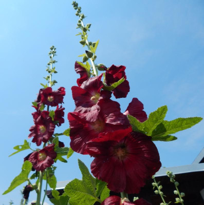 DSCN1424b.jpg