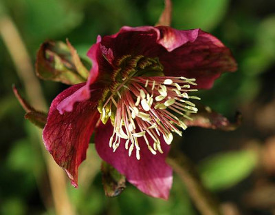 Helleborus_2_09-04-2006.jpg