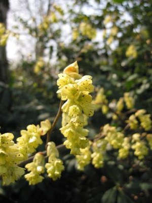 Kopie_von_100-0055_IMG_Small.JPG