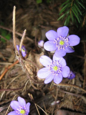 IMG0604hep2.jpg