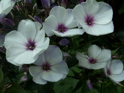 Swizzle Blue_GA_P7041098.JPG