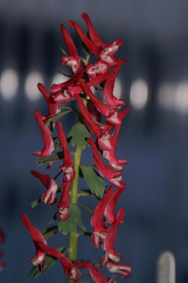 Corydalis_solida_kirschrot.JPG