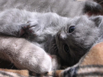 kittens_3_weken_028.jpg