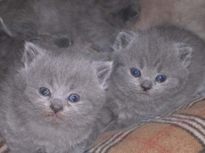 kittens_35_weken_006.jpg