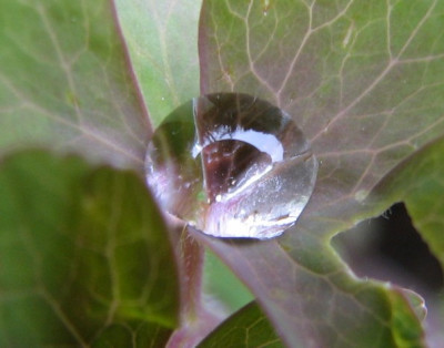Akeleitropfen1-10.04.06_026.jpg