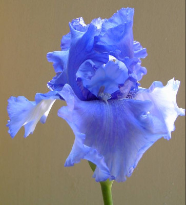 Iris1.jpg